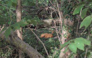 Un capriolo nel Parco dei Boschi di Carrega