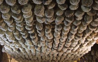 Stagionatura del Culatello (Foto: Meridiana Immagini)
