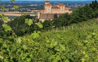 Vigneti sui colli intorno al Castello di Torrechiara